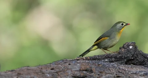 Reb-billed Liothrix Agrresive behaviour Stock-Footage 330760680