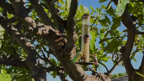 Reb-masked Parakeet and a Java Rice Bird eating at a bird-feeder Stock Footage 291461296