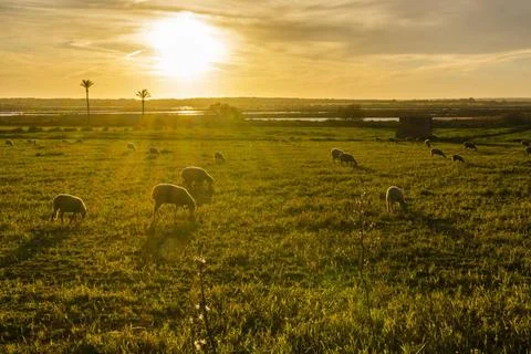 Rebano de ovejas pastando en el Salobrar de Campos rebano de ovejas pastan... Stock Photos