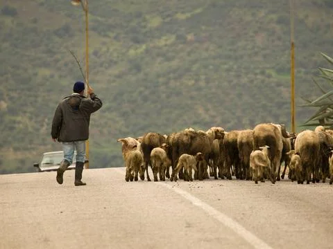  Rebano de ovejas.Moulay Idriss.Marruecos. Rebano de ovejas.Moulay Idriss.... Stock Photos