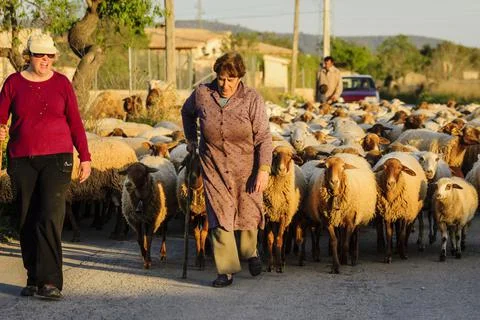 Rebao de ovejas, llucmajor, mallorca, islas baleares, espaa, europa Stock Photos
