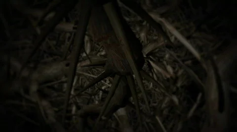 Reborn 스톡 동영상 367327