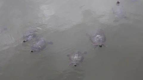 [REC-709] Swimming Turtles Stock Footage 238030729