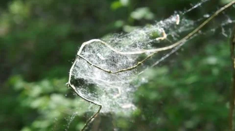 Recaptured by into the web of Stock Photos