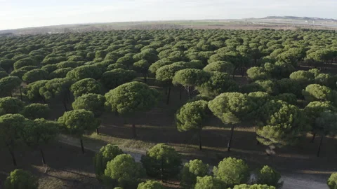 Receding aerial view over a pine forest Stock Footage 148531730