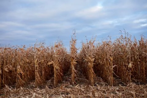 Receding rows of dry maize plants ready to harvest Foto stock