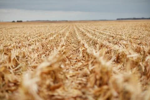 Receding rows of maize stubble during harvesting Stock Photos