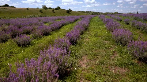 Receding view of rows of flowering purple lavender bushes Stock Footage 203794397