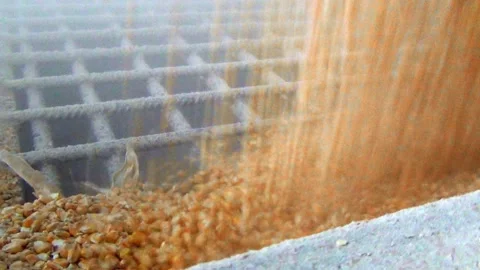Receiving grain into an elevator from a freight car on a railroad, grain runs in 스톡 동영상 138087801