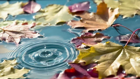 Recent Rain 4K TZ Stock Footage 284341795