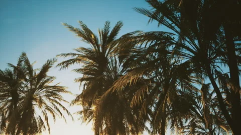 Recent visual art illustrating palms against cool blue sky background Stock Footage 332167355