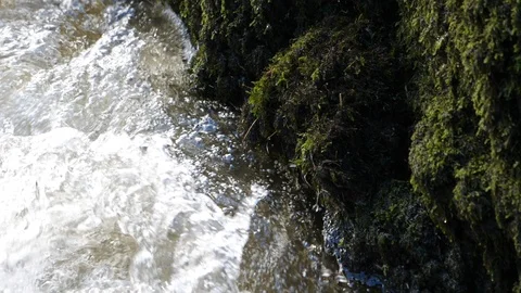 Recently built Dippers nest (Cinclus cinclus) flooded by rising water Stock Footage 108055052