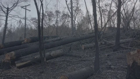 Recently Burned Forest - Log Stock Footage 85455256