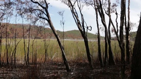 Recently burned grass landscape on Fraser Island Stock Footage 71415309