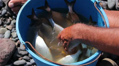 Recently caught fish in a bucket 動画素材 56716133