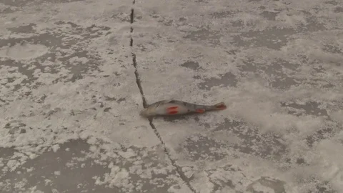  Recently caught fish lying on river ice Vidéo 72125811