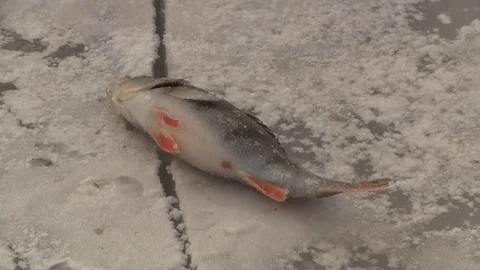 Recently caught fish on river ice Stock-Footage 72127181