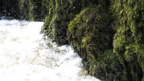 Recently completed dippers nest washed out by flooding river Stock Footage 108055062