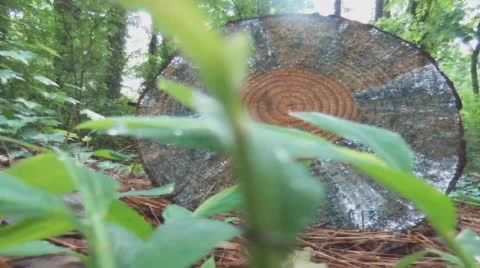 Recently cut tree in front of green leaves Stock Footage 63555900