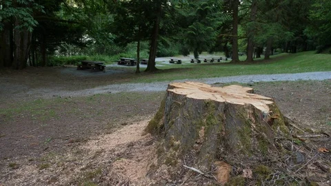 Recently Cut Tree Stump Surrounded by Fresh Sawdust During Summer Day Stock Footage 91198321