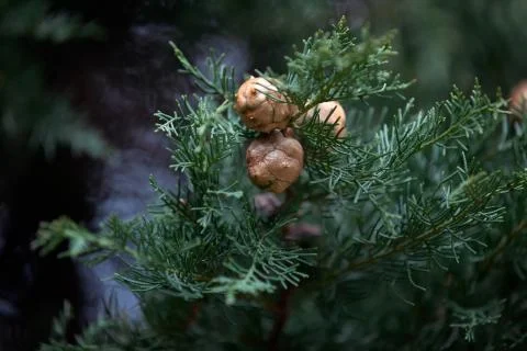 Recently grown pine cones on tree in winter cloudy day Stock Photos