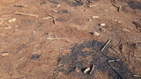Recently logged and burned area of forest from above Stock Footage 78584317