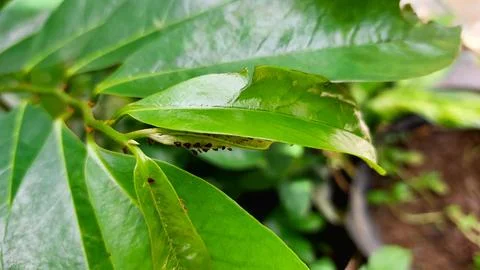 A recently metamorphosed beetle on a leaf. Stock Photos