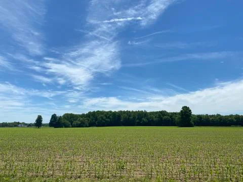 Recently Planted Corn Field Stock Photos