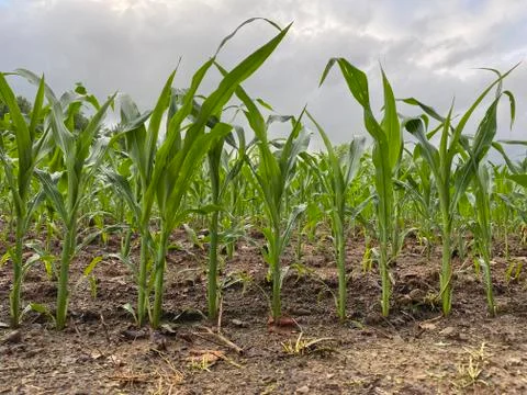 Recently Planted Corn In A Field Stock Photos