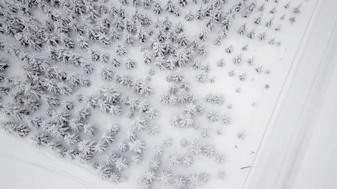 Recently planted spruce trees under snow Stock Footage 112149586