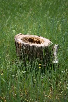 Recently sawed tree stump protrudes above the ground cut tree Stock Photos