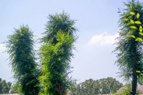 Recently sawed tree trunks overgrown with fresh branches Foto stock