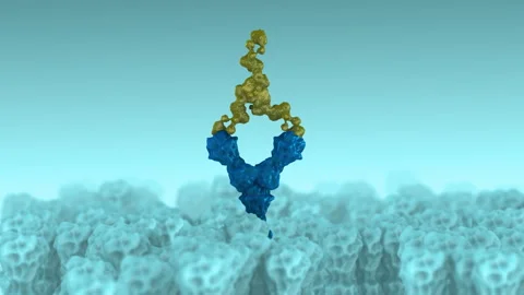 Receptor Binding by Antibodies Regulating Cellular Activity Video stock 294003998