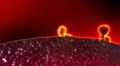 Receptors HD Footage