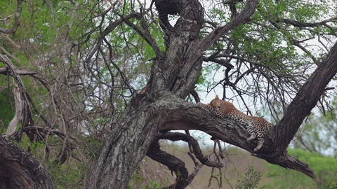 Reclining big leopard sleeps on tree branch on African flat light day Stock Footage 305224765