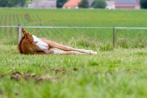 An reclining foal Stock Photos