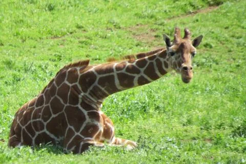 Reclining Giraffe Stock Photos