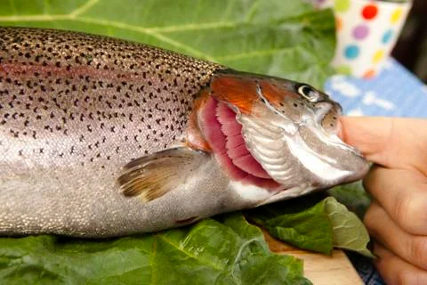 Recognize fresh trout 写真素材