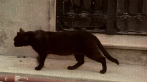 Recoleta and Cat Stock-Footage 86338111