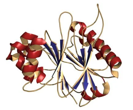 Recombinant dnase i dna cutting enzyme (dornase alfa), chemical structure. us Stock Illustration