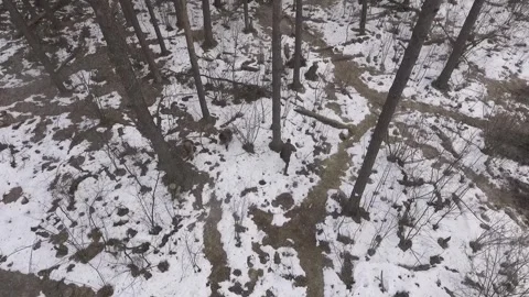 Reconnaissance squad went into an ambush. view from above from a drone Stock Footage 286086617