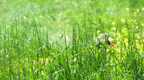 Reconstruction of the Second World War. Fascist uniformitarians. Stock-Footage 4885303