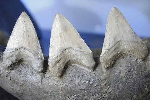 Reconstruction of teeth of the largest shark, Stock Photos
