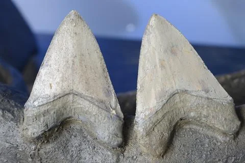 Reconstruction of teeth of the largest shark, Stock Photos