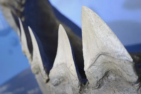 Reconstruction of teeth of the largest shark, Stock Photos