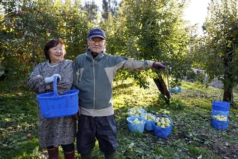 Record bear attacks reported in northeastern Japan, Kazuno - 12 Nov 2025 Stock Photos
