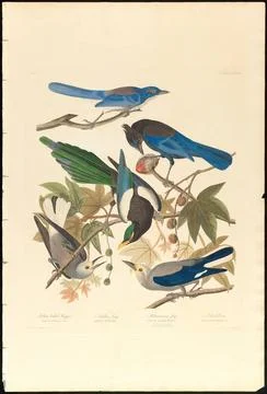 RECORD DATE NOT STATED 1. Yellow-billed magpie. 2. Stellers jay. 3. Ultram... Stock Photos