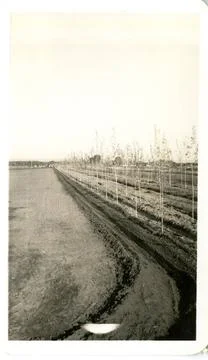 RECORD DATE NOT STATED 400 Cottonwoods Line Planted with Parallel Irrigati... 스톡 사진