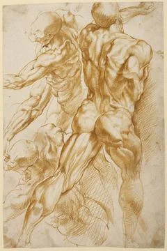 RECORD DATE NOT STATED Anatomical Studies. Peter Paul Rubens (Flemish, 157... Stock Photos