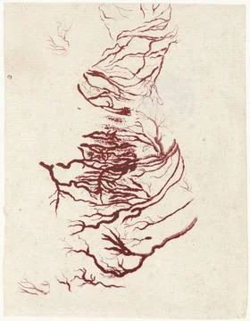 RECORD DATE NOT STATED  Anatomical study of a human heart, Jan L Admiral (... Stock Photos